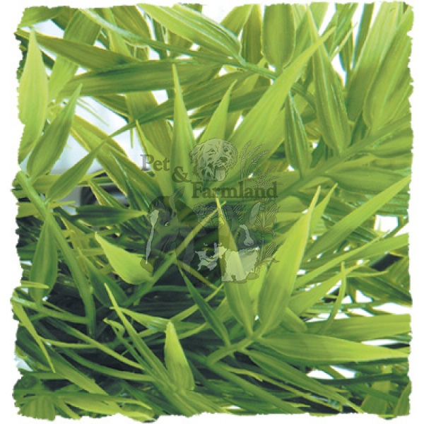 bu-19-madagascar-bamboo-600x600.jpg