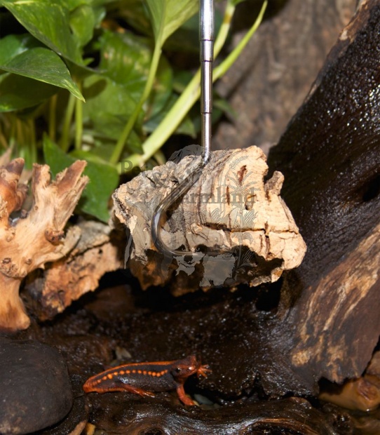ta-25-wnewt.jpg