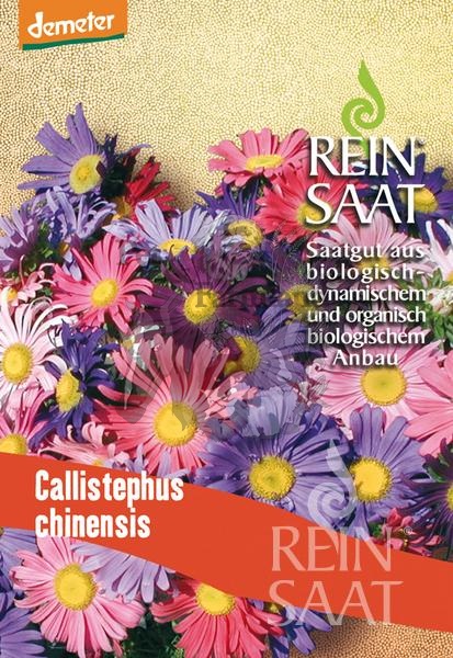 callistephus-chinensis.jpg