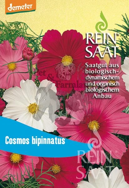 cosmos-bipinnatus.jpg