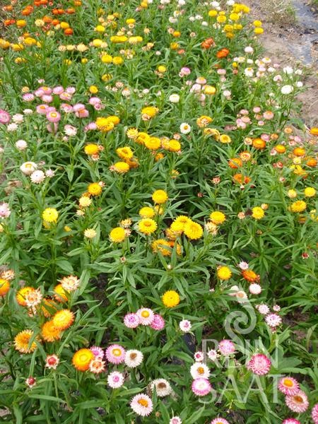 b033_strohblume__ca4f34d917.jpg