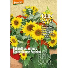Virág Napraforgó Paccino/Sonnenblume Paccino