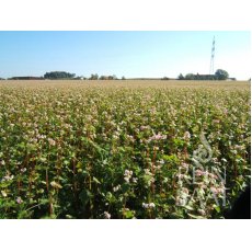 Hajdina/Buckwheat