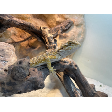 Szakállas agáma babák (Pogona vitticeps)