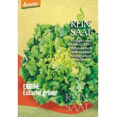 Saláta Escariol Grüne