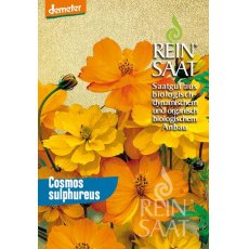 Virág Pillangóvirág narancssárga/Cosmos sulphureous